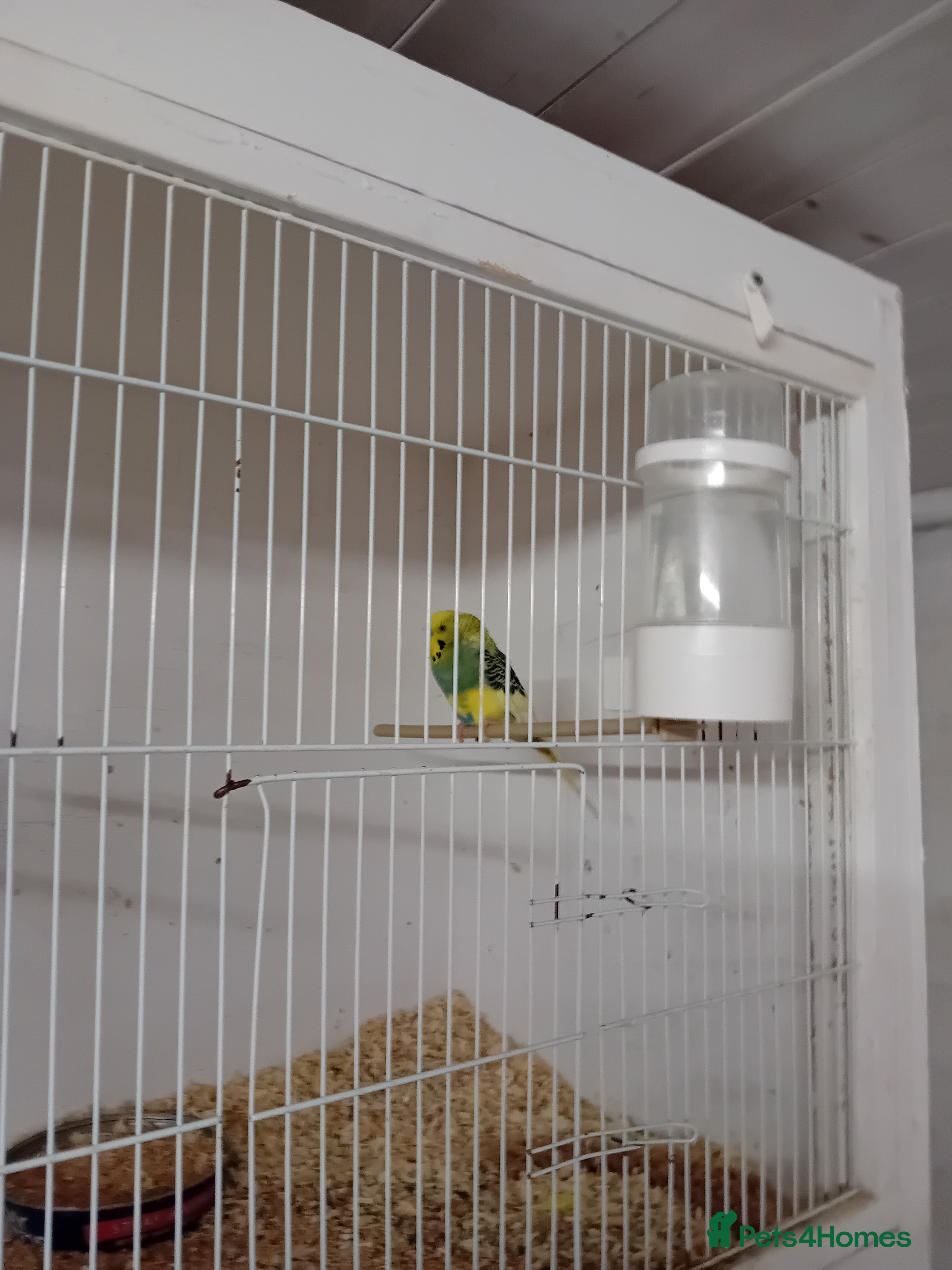 Budgerigars birds Budgies  - Advert 17