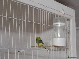 Budgerigars birds Budgies - Advert 15
