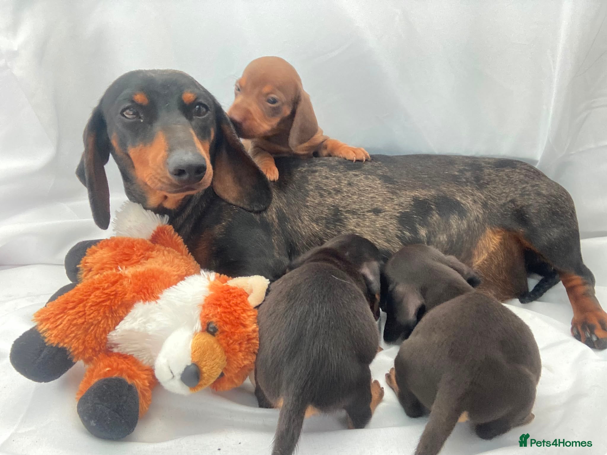 Miniature Dachshund dogs 🐾🤍PRA Clear, True Miniature dachshund puppies  - Advert 1