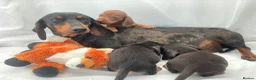 Miniature Dachshund dogs for sale: PRA Clear miniature dachshund puppies  - Advert 7