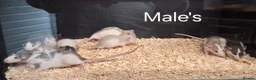 Rat rodents for sale: Baby Dumbo Rat's Male's & Female's - Advert 6