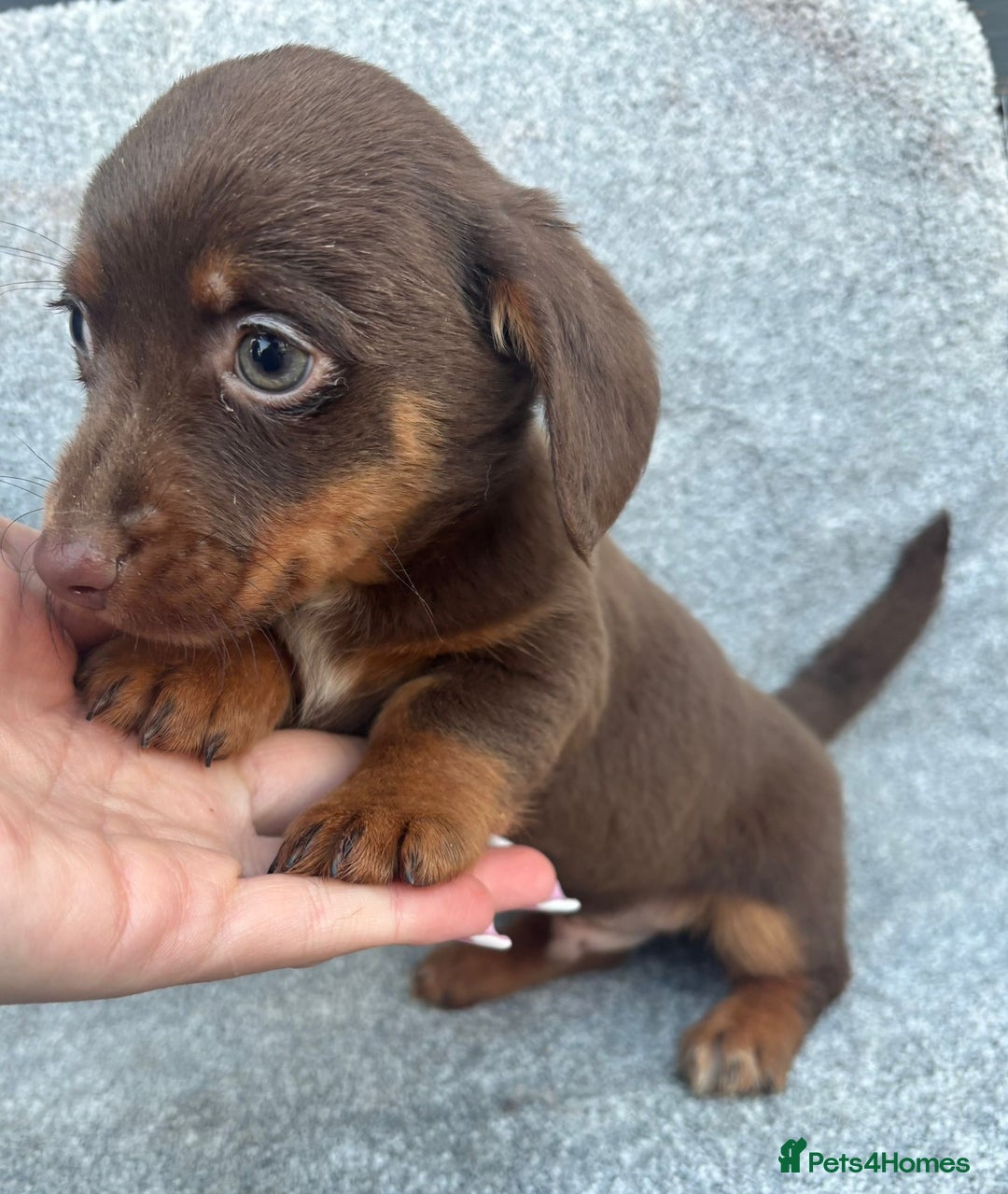 Mixed Breed dogs for sale: Mini daschund x jack Russell  - Advert 4