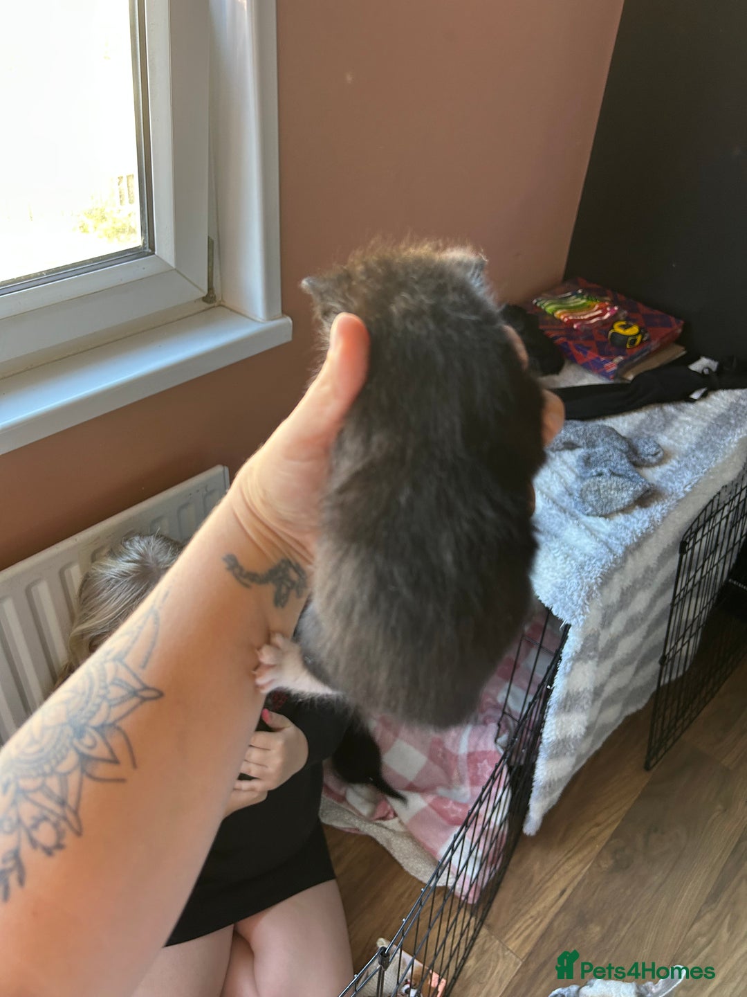 Mixed Breed cats for sale: Part Siamese kittens for sale - Image 13
