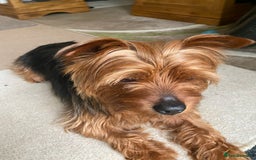 Yorkshire Terrier dogs for stud: Yorkshire terrier for stud - Image 8