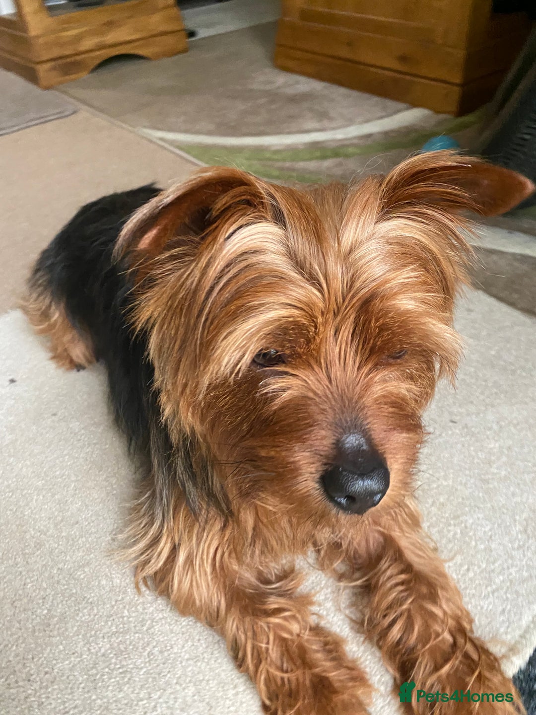 Yorkshire Terrier dogs for stud: Yorkshire terrier for stud - Image 8
