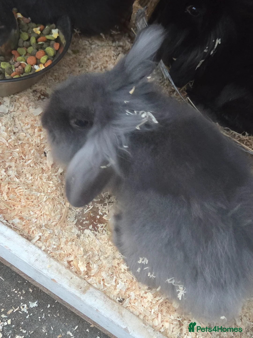 Mixed Breed rabbits for sale: Rabbits male in Basildon - Advert 2