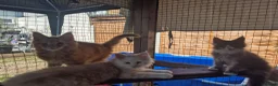 Maine Coon cats for sale: Amazing Maine Coon boys  - Advert 4