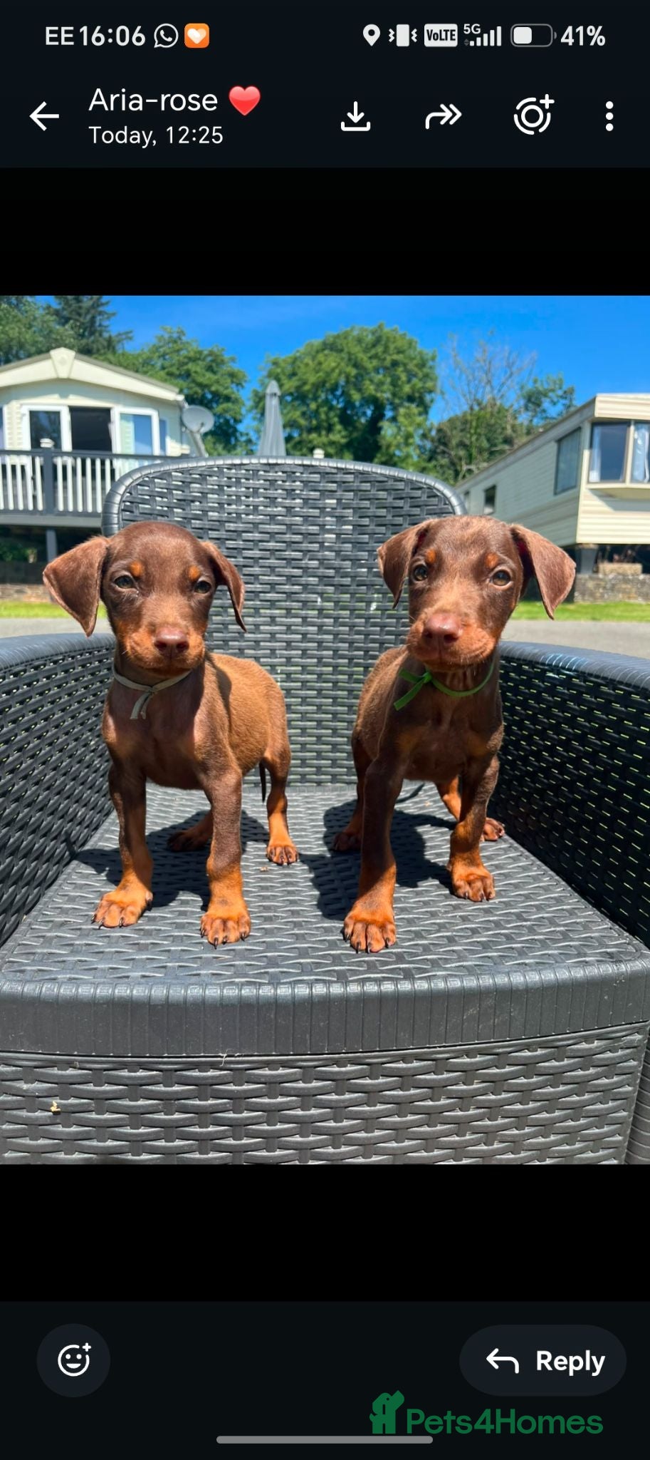 Dobermann dogs Beautiful family dobermans * 2 boys left * - Advert 12