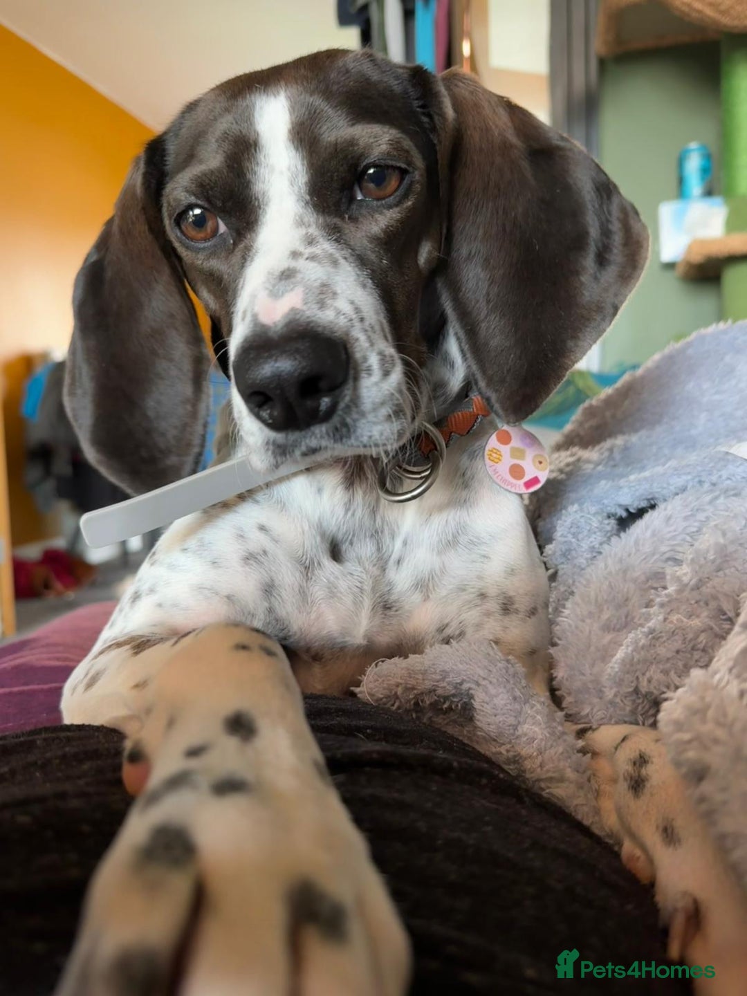 Mixed Breed dogs for adoption: Roxie – A Gentle Soul Ready for Her Forever Home - Image 1