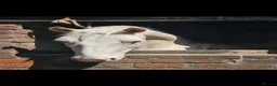 English Thoroughbred horses for sale: Beautiful blank canvas  in Frodsham - Advert 5