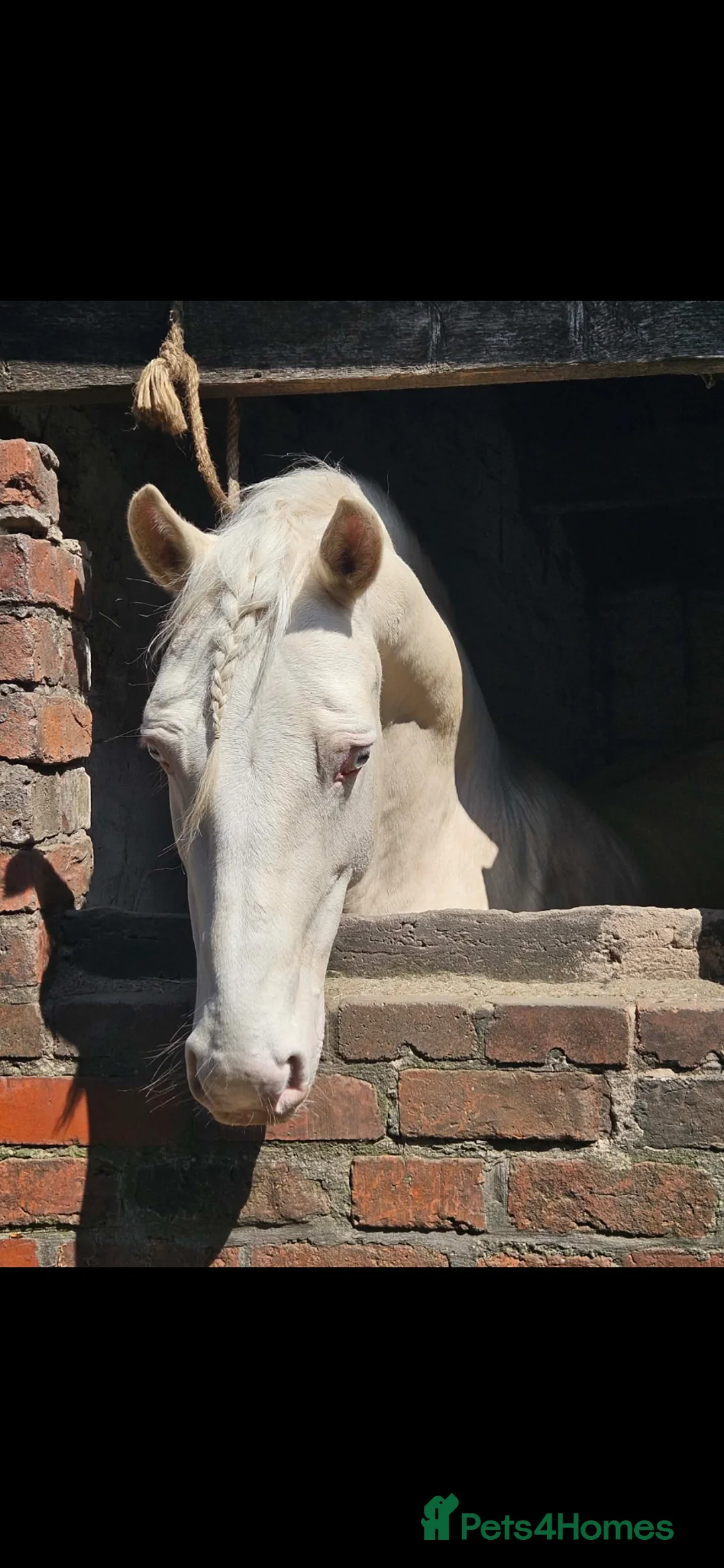 English Thoroughbred horses for sale: Beautiful blank canvas  in Frodsham - Advert 5