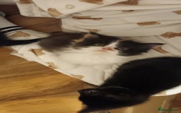 Domestic Shorthair cats for sale: 4 gorgeous kittens for sale ❤️ - Advert 13