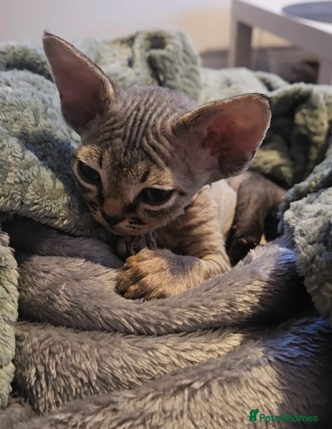 Devon Rex cats for sale: Beautiful Devon Rex Kittens 💛 - Advert 1