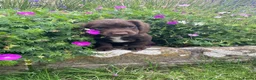 Cocker Spaniel dogs for sale: READY NOW -Vac & Chip - Family Cocker Spaniel Pups - Advert 4