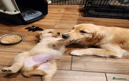 Golden Retriever dogs for sale: * 8 puppies left * - Advert 4