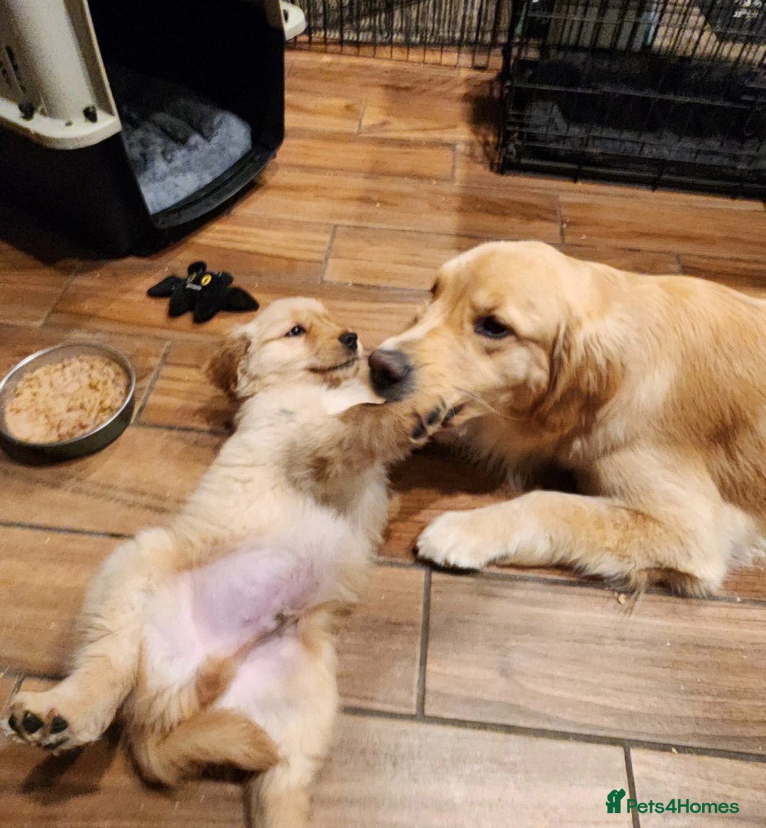 Golden Retriever dogs for sale: * 8 puppies left * - Advert 4