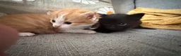 Mixed Breed cats for sale: Kittens for sale - Advert 5