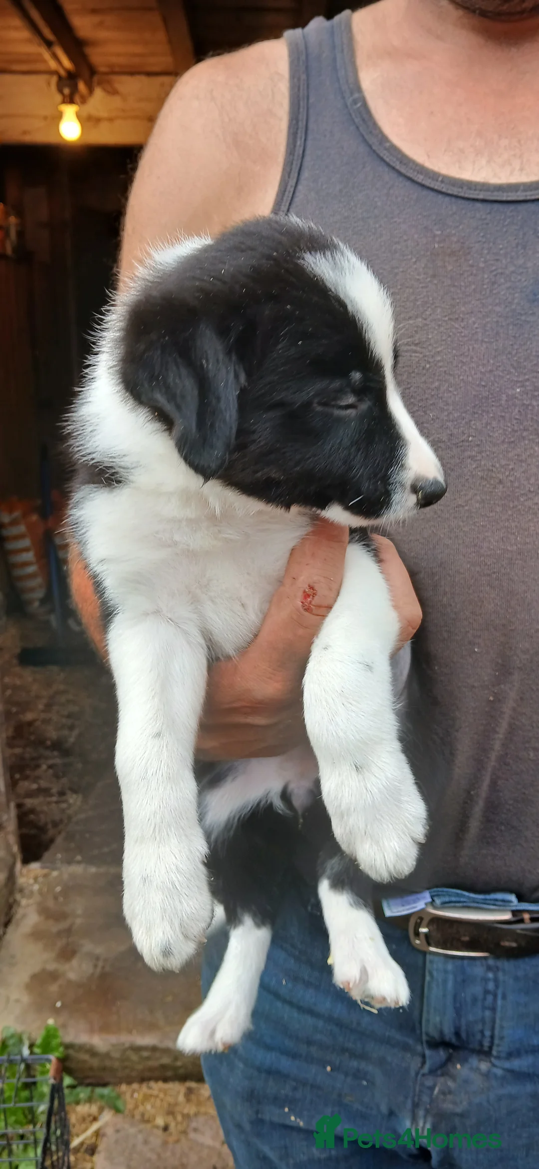 Border Collie dogs for sale: BORDER COLLIE PUPS in Glossop - Advert 2