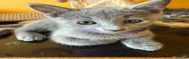 PURPLE Boy