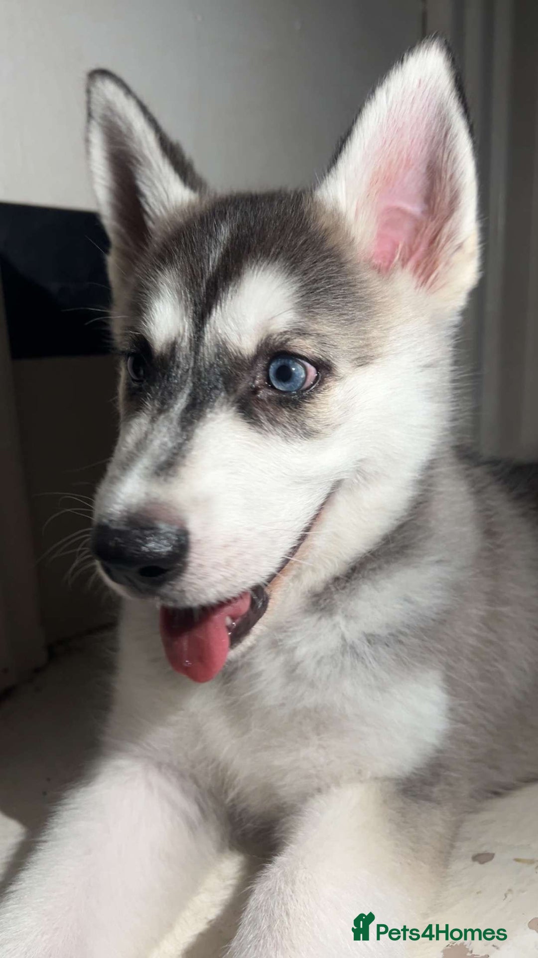 Siberian Husky dogs for sale: 13 week old husky (1 blue eye) - Advert 3