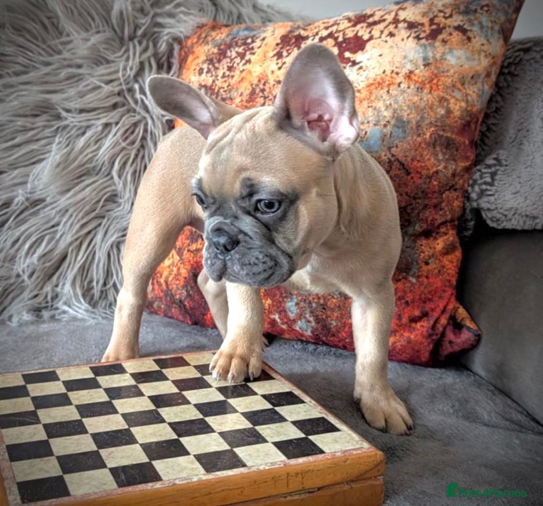 French Bulldog dogs for sale: KC registered ready to go french bulldog puppies  - Image 1