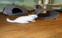 Ragdoll cats for sale: Adorable ragdoll kittens - Image 29