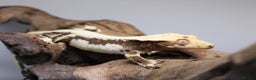 Gecko reptiles for sale: Male and female crested geckos  - Advert 15
