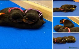 Rottweiler dogs for sale: 🐾 Adorable Rottweiler Puppies Ready! 🐾 - Image 5