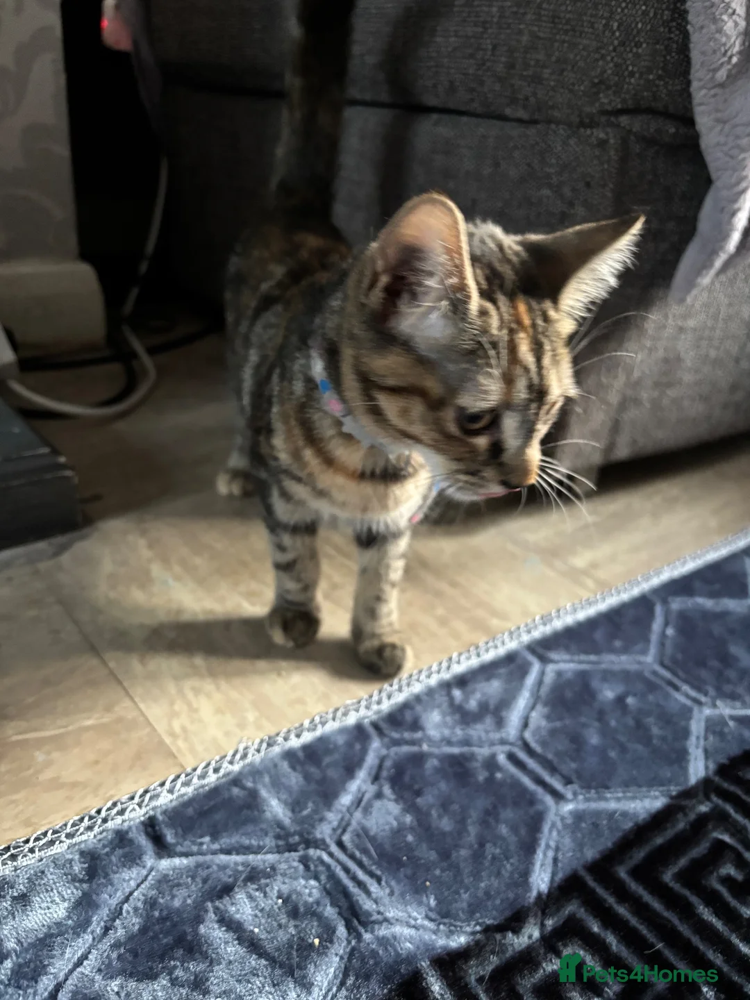 Mixed Breed cats for sale: 4 month old female kitten - Advert 4