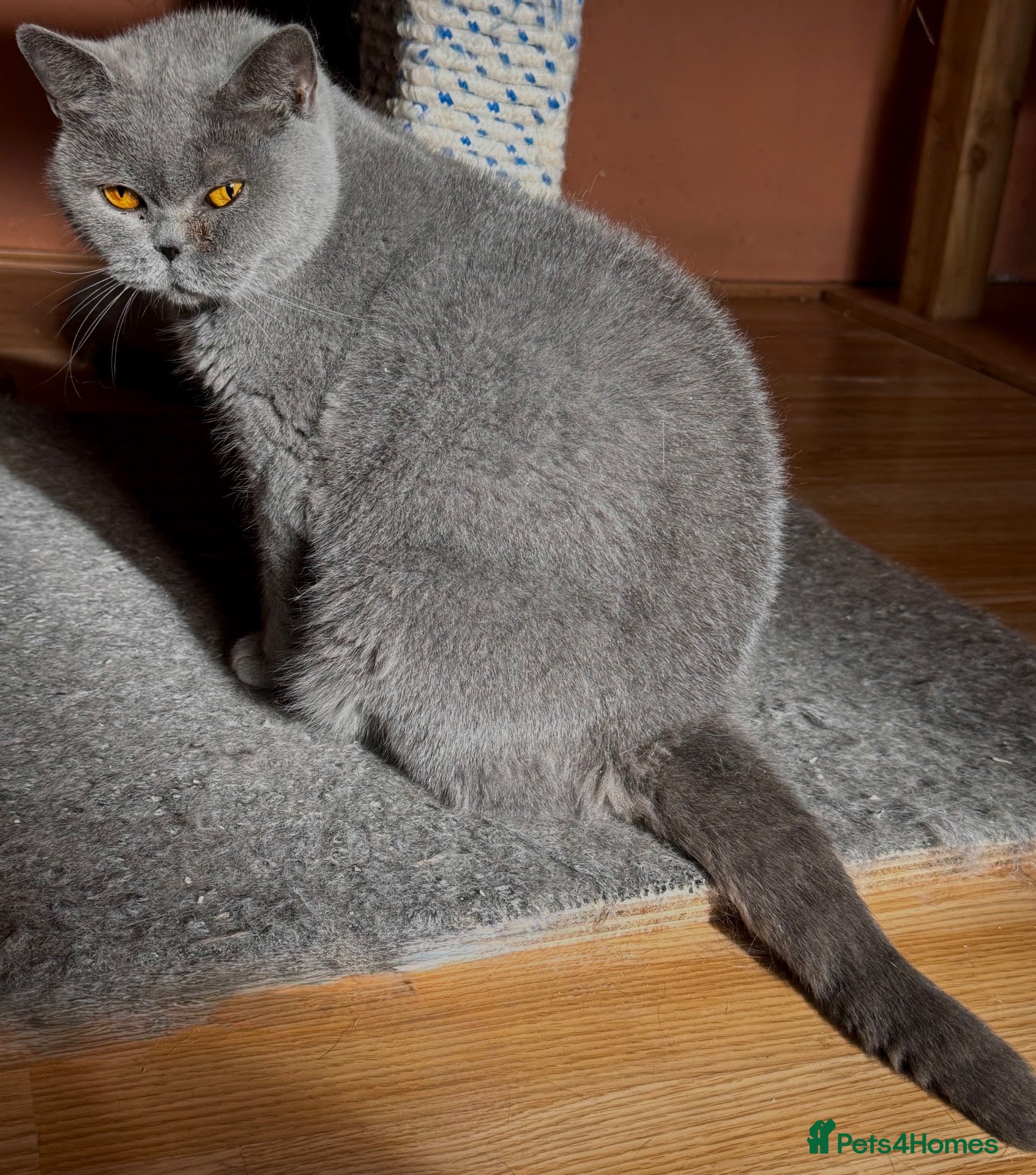 British Shorthair cats Retired BSH female looking for new home. - Advert 11