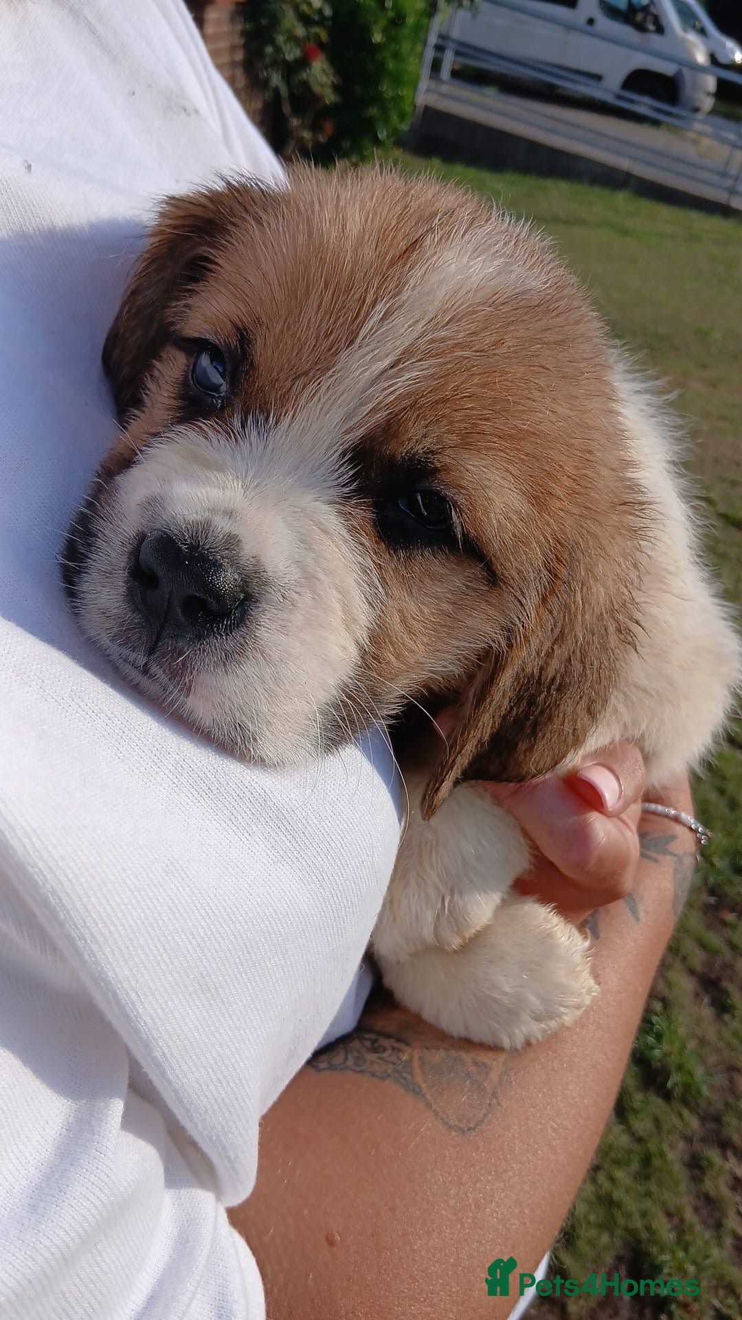 Saint Bernard dogs for sale: Saint Bernard puppies  - Image 4