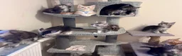 Maine Coon cats for sale: Maine Coon Kittens GCCF.  Health tested parents  - Advert 6