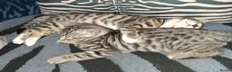 Bengal cats for sale: Bengal / tabby brother sister 7 mths old in Ramsgate - Advert 8