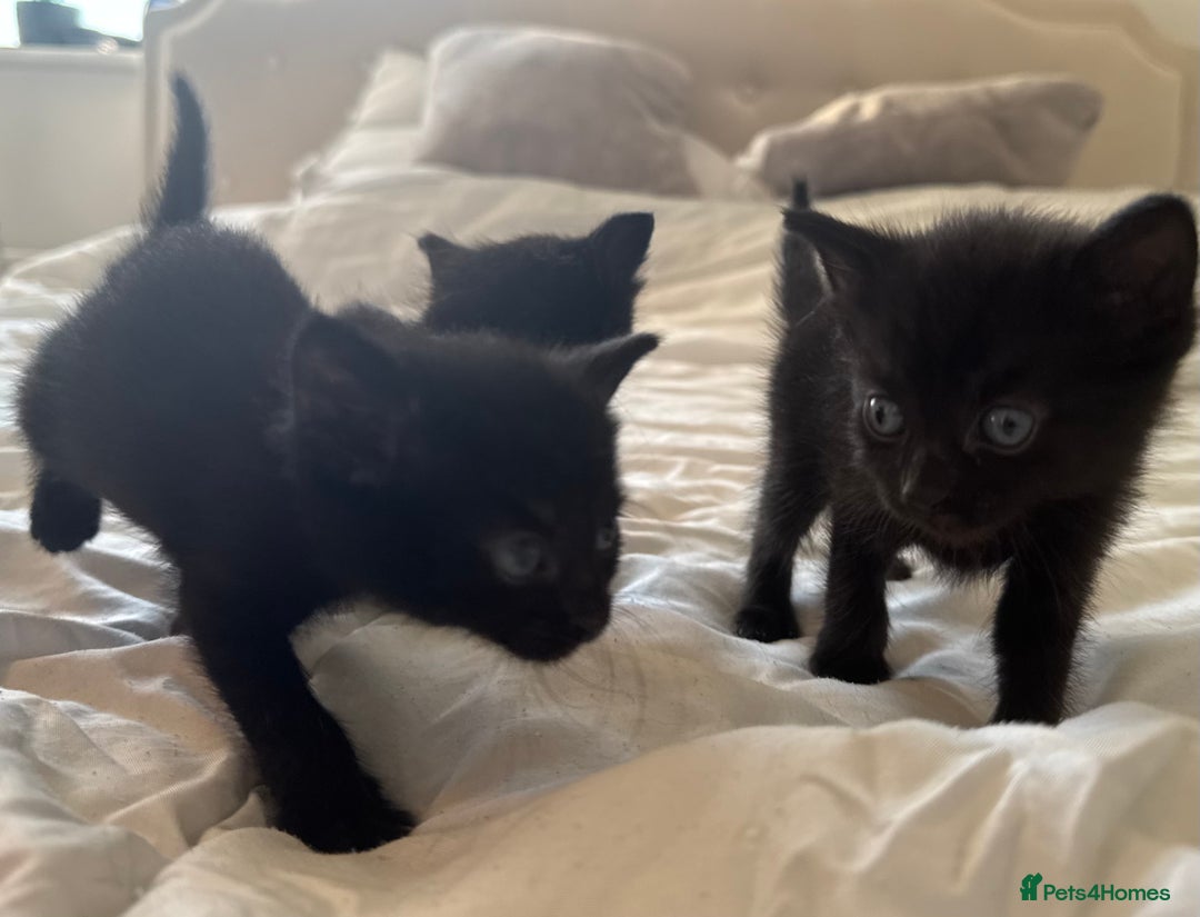 Mixed Breed cats for sale: 3x black kittens for sale  - Image 10