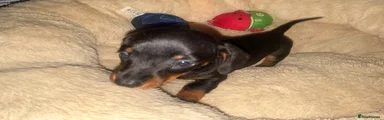Miniature Dachshund 1