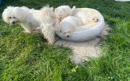 Maltipoo dogs for sale: 🐾Maltipoo puppy’s 🐾  - Image 7