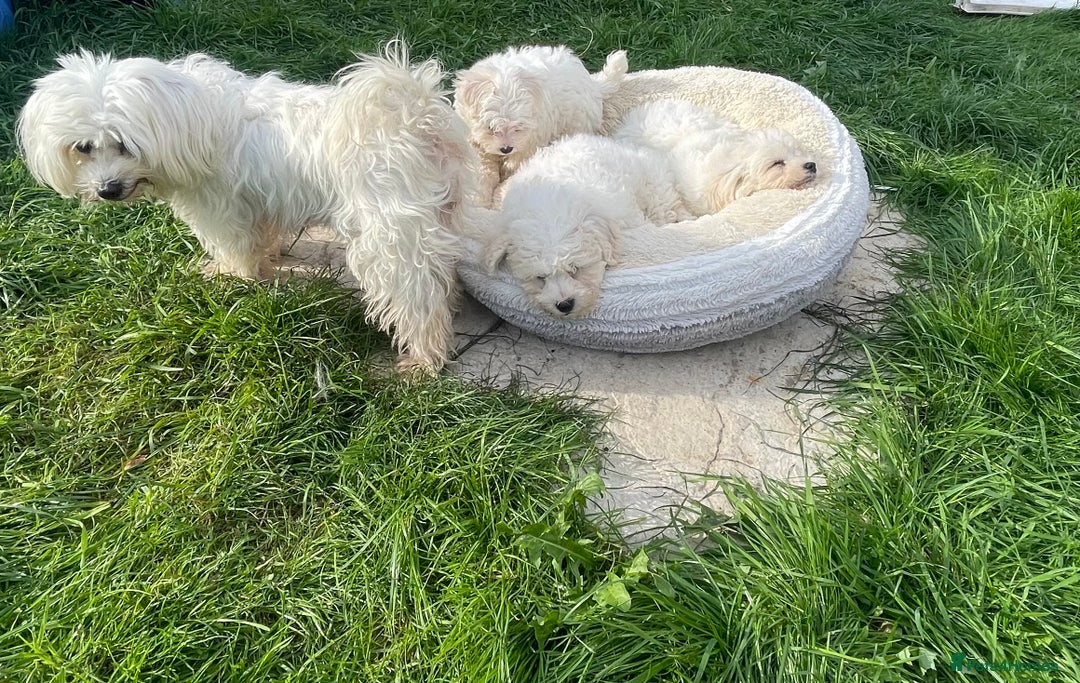 Maltipoo dogs for sale: 🐾Maltipoo puppy’s 🐾  - Image 7