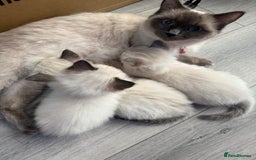 Ragdoll cats for sale: Stunning litter of ragdoll kittens  - Advert 2