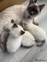 Ragdoll cats Stunning litter of ragdoll kittens - Advert 16