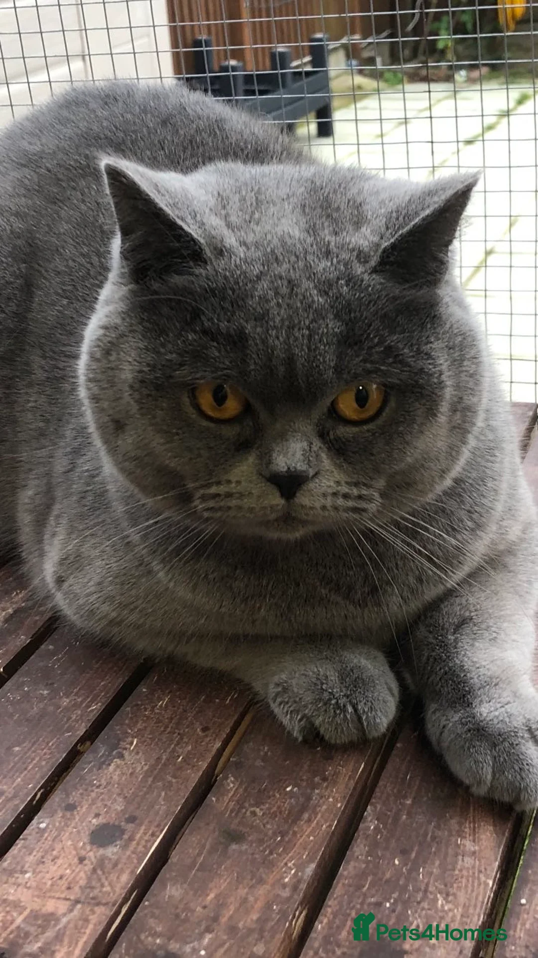 Brazilian Shorthair cats for stud: GCCF active boy for stud only £ **  - Advert 12