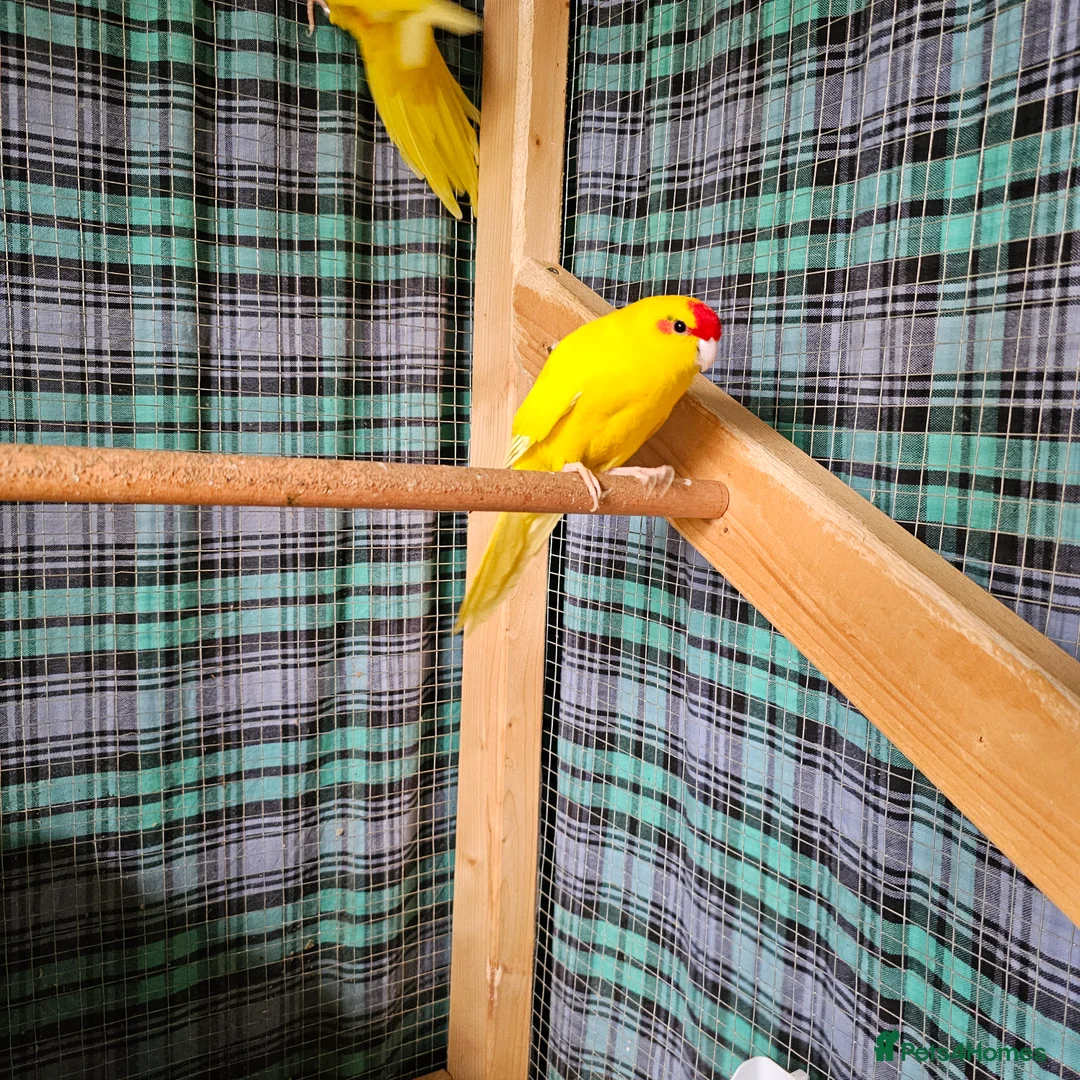 Mixed Breed birds for sale: A pair of Kakariki parrots 💛 in Liverpool - Advert 2