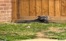 Staffordshire Bull Terrier dogs for sale: KC registered Blue Staffordshire bull terrier’s  in Colchester - Image 31