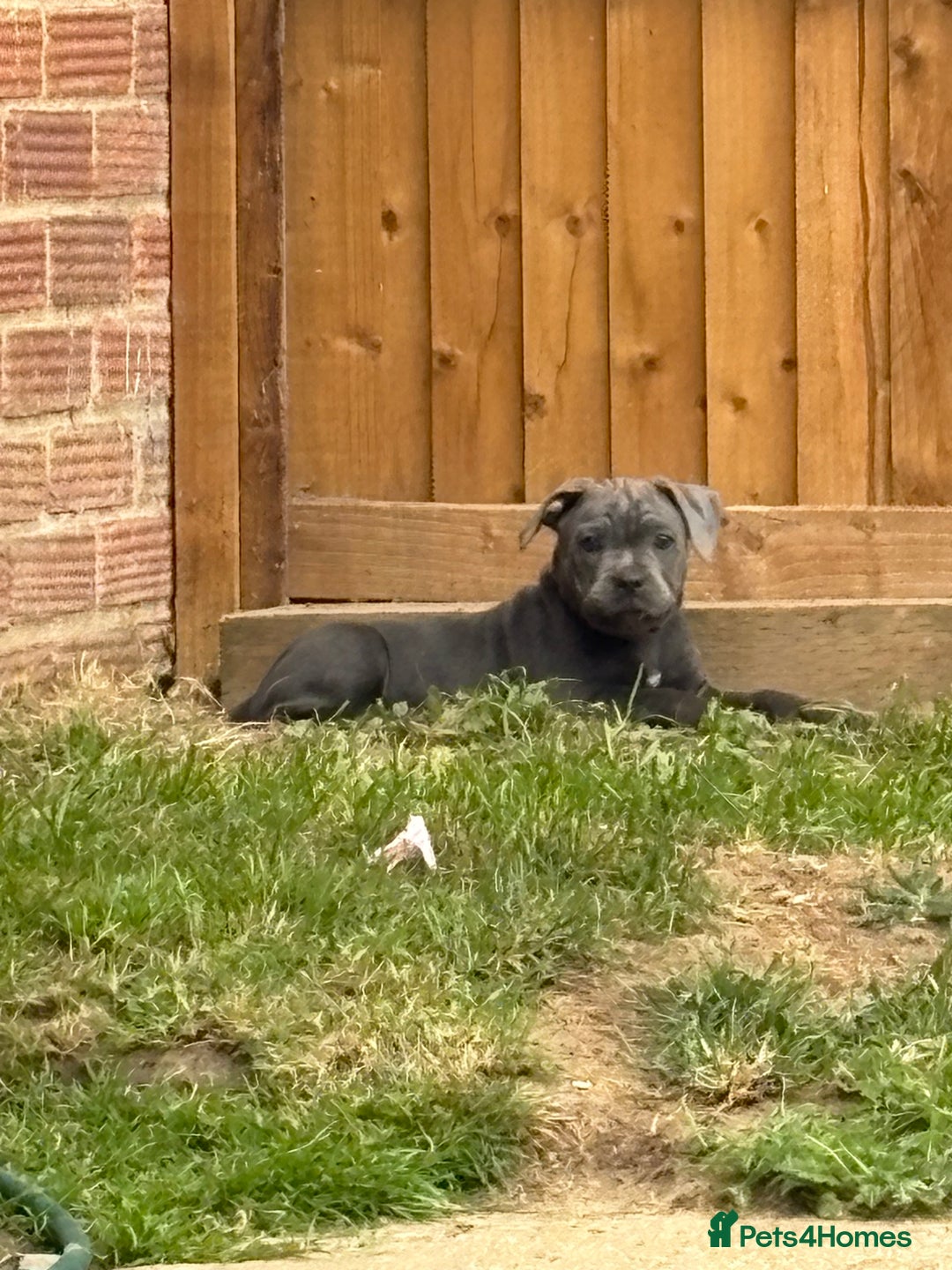 Staffordshire Bull Terrier dogs for sale: KC registered Blue Staffordshire bull terrier’s  in Colchester - Image 31