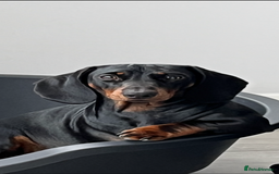 Dachshund dogs for sale: Dachshund puppies - Advert 1