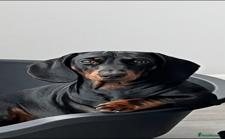 Dachshund dogs Dachshund puppies - Advert 1
