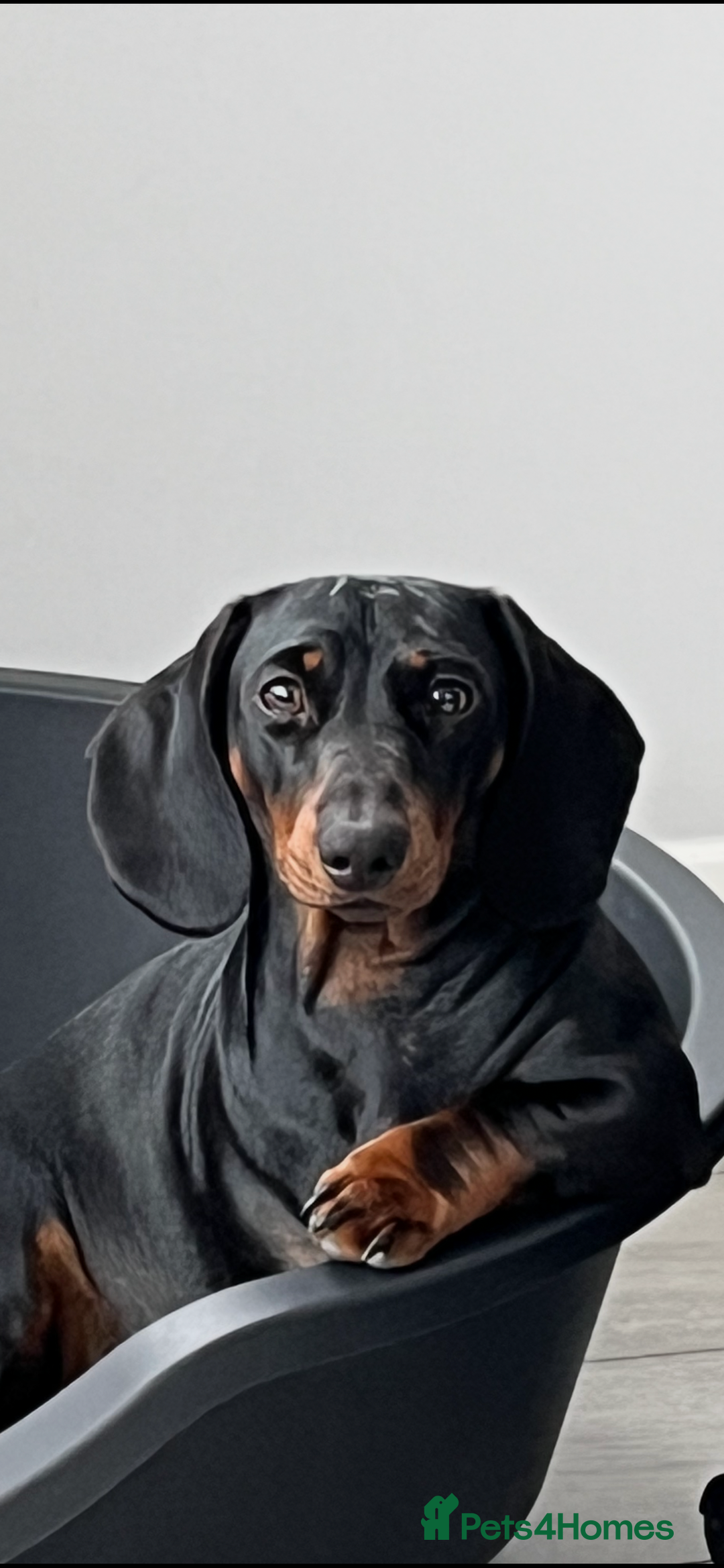 Dachshund dogs for sale: Dachshund puppies - Advert 1