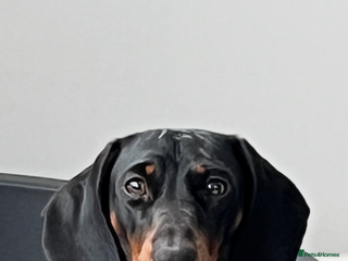 Dachshund dogs Dachshund puppies - Advert 1