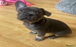 French Bulldog dogs for sale: French Bulldog Puppies - Image 3