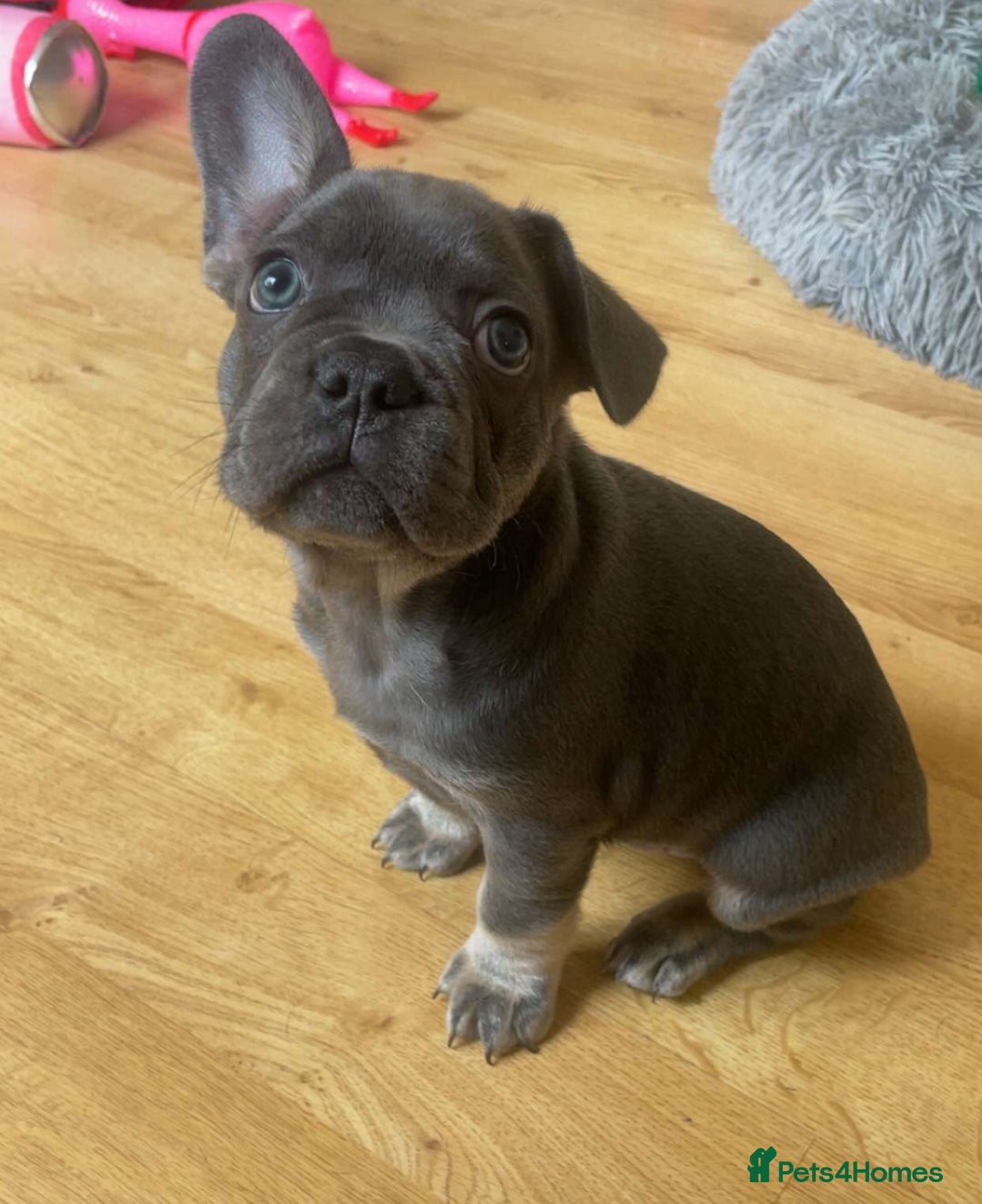 French Bulldog dogs for sale: French Bulldog Puppies - Image 3