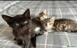 Mixed Breed cats for sale: Social black kitten - Image 3
